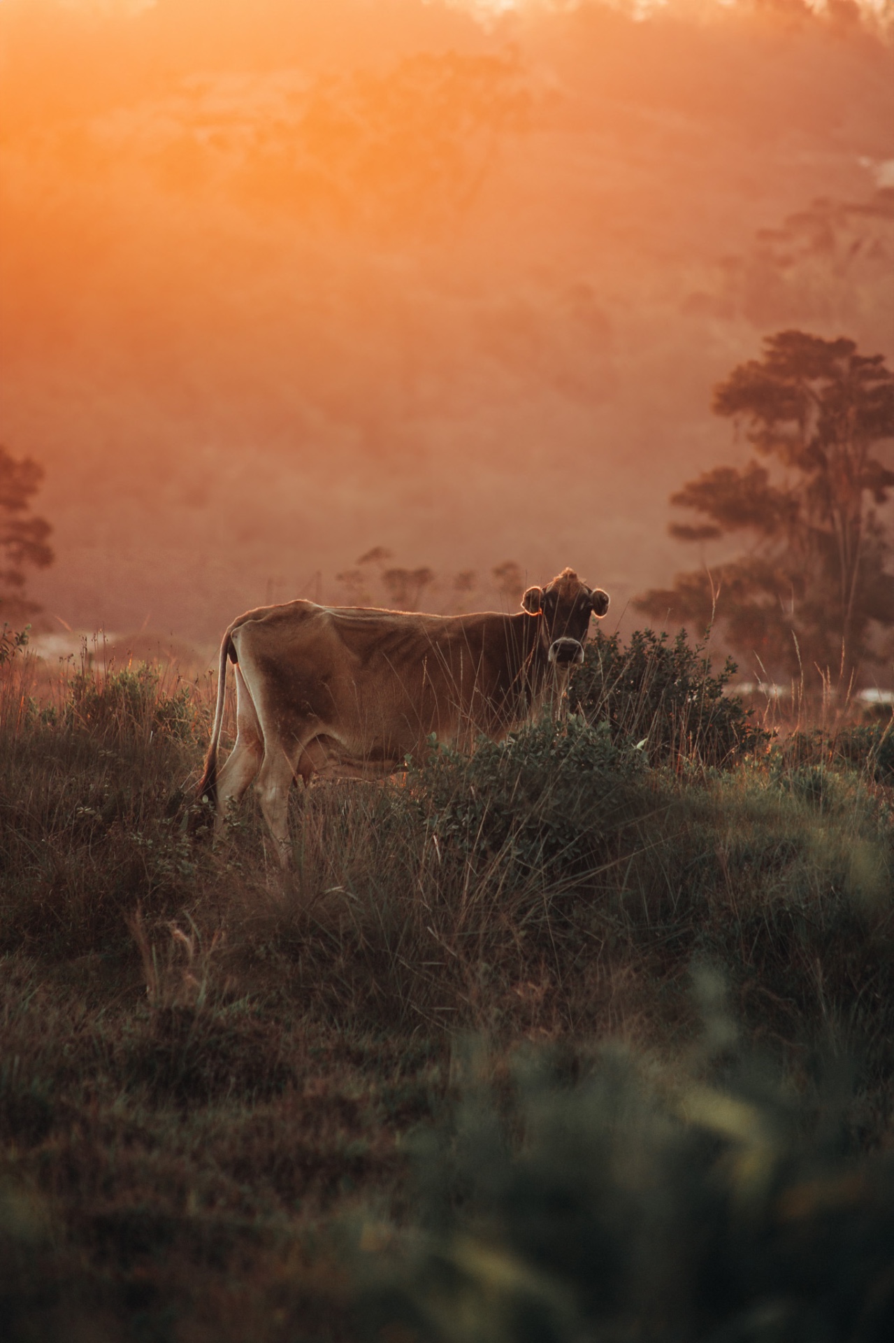 Vaca no entardecer alaranjado